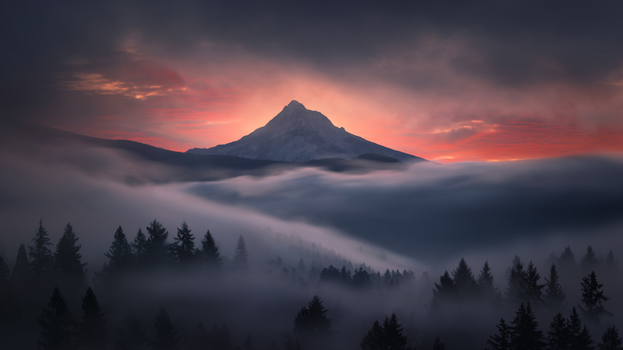 Foggy Forest Foggy forest with mountain